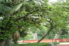 Careya arborea